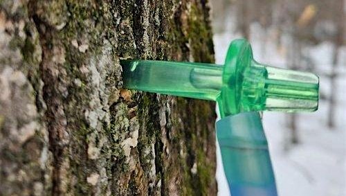 Curriculum Workshop: Maple Sugaring in a Changing Climate - Orono, ME