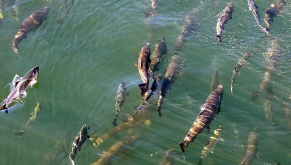 Earth's Oceans Are Getting Hotter And Higher, And It's Accelerating