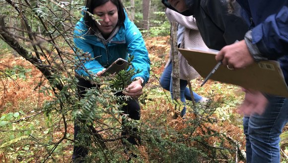 Educator Workshop: Hemlock Monitoring and Stewardship