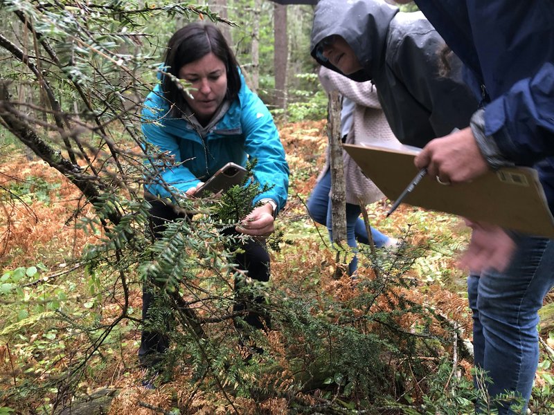Educator Workshop: Hemlock Monitoring and Stewardship