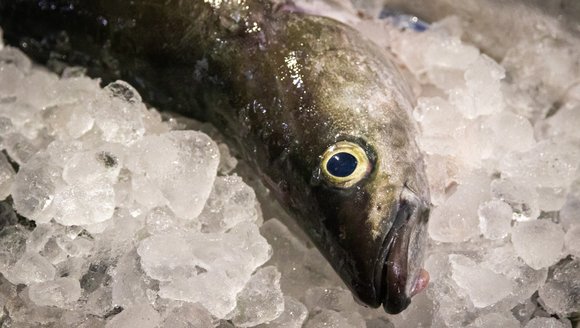 Quality is Cool: Ice Machines Support Fishing Ports