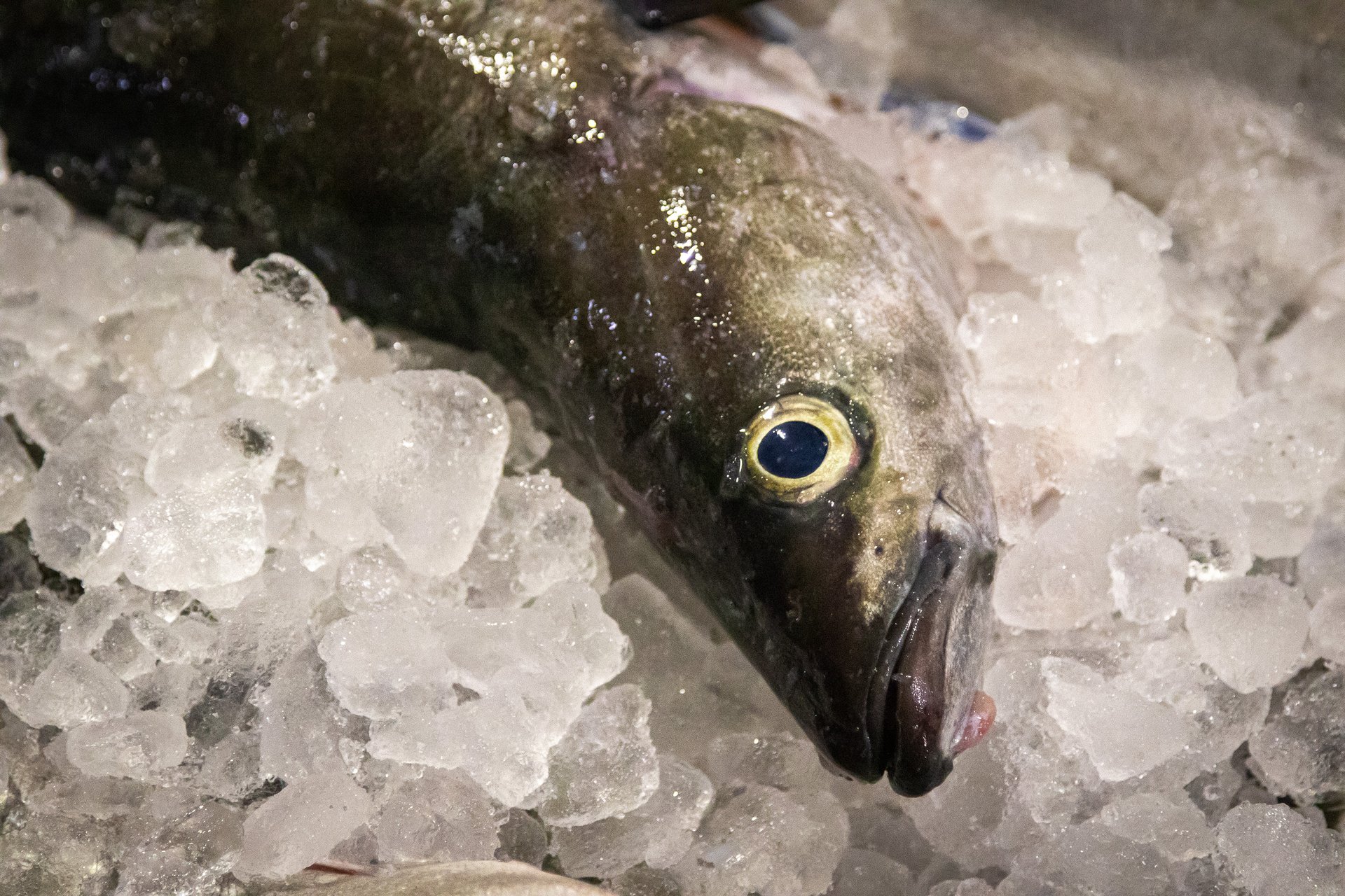 This is a picture of a silvery fish laying on ice.
