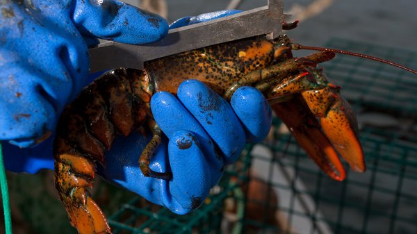 This is a close up of a blue-gloved hand measuring a live lobster.