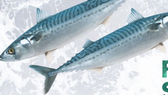 Boston Conference Draws Seafood Experts