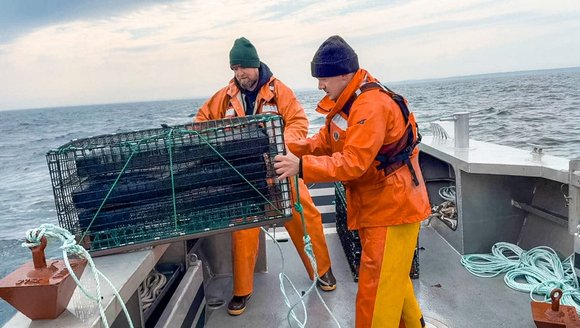 Gear for growing scallops is harvesting shellfish — and awards