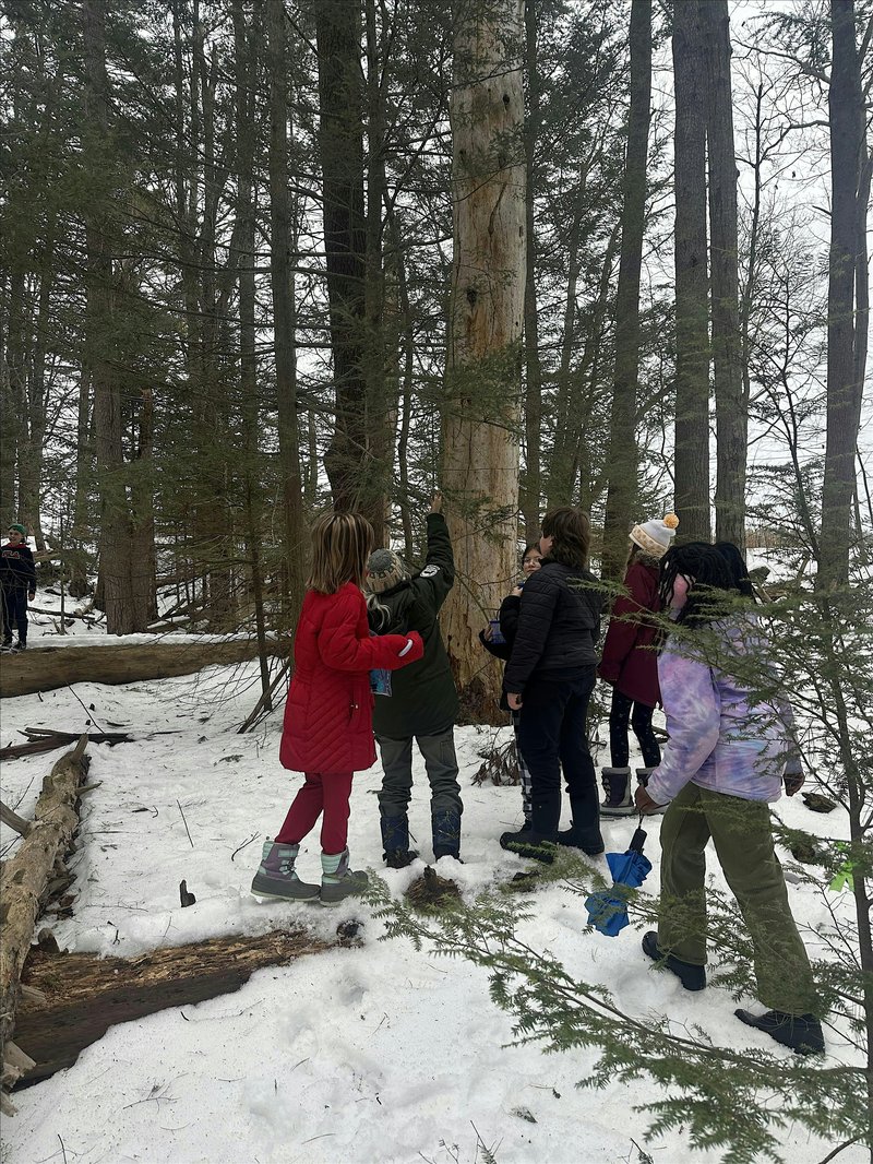 Getting Youth Involved in Monitoring Hemlock Trees