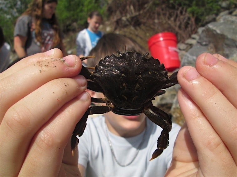 Getting Youth Involved in Monitoring Intertidal Crabs