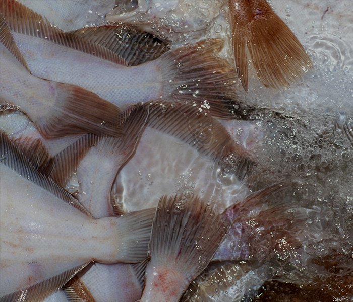 Adapting Fisheries & Seafood