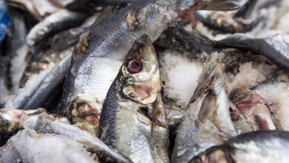 Goodbye herring, hello squid: Fishermen’s catch likely to change in warming Gulf of Maine