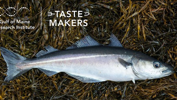 One Year of Gulf of Maine Tastemakers
