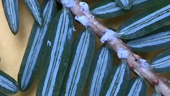 Hemlock Wooly Adelgid Monitoring