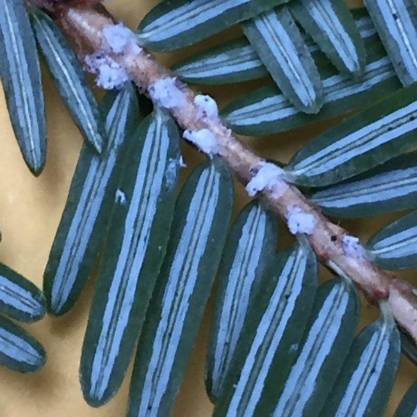 Hemlock Wooly Adelgid Monitoring