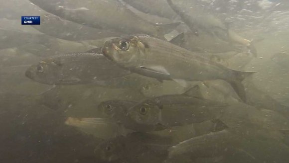 How climate change impacts alewives and Maine's other migrating fish