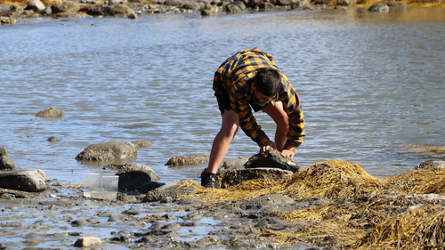 A student searches under rocks in the intertidal zone.