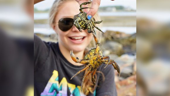 Invasive crabs are wreaking havoc on Maine’s coast