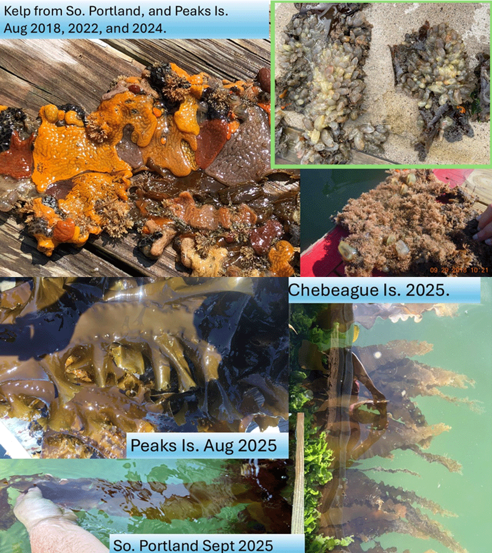 Figure 7. Top: biofouling of kelp by invasive tunicates in 2018, 2022, and 2024. Bottom: marked reduction in biofouling in 2025 at various sites in Casco Bay (photos Courtesy of Jeremy Miller, Wells NERR).