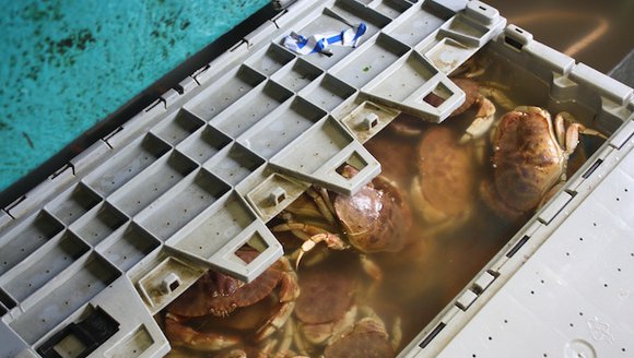 Jonah Crab Success Story