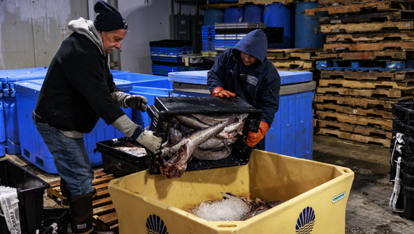 One solution for Maine's struggling fishing industry? Give fillets away for free