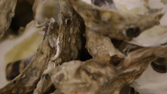 Voices of the Gulf of Maine: The Oyster Farmer