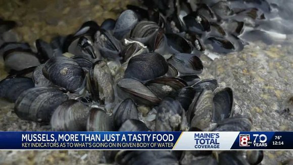 Maine mussels sound the alarm: Why they're heading to deeper waters