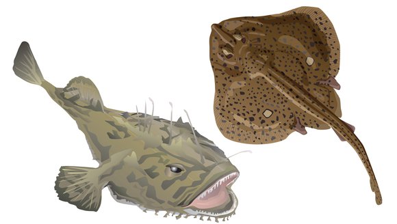 Verified: Monkfish and Winter Skate