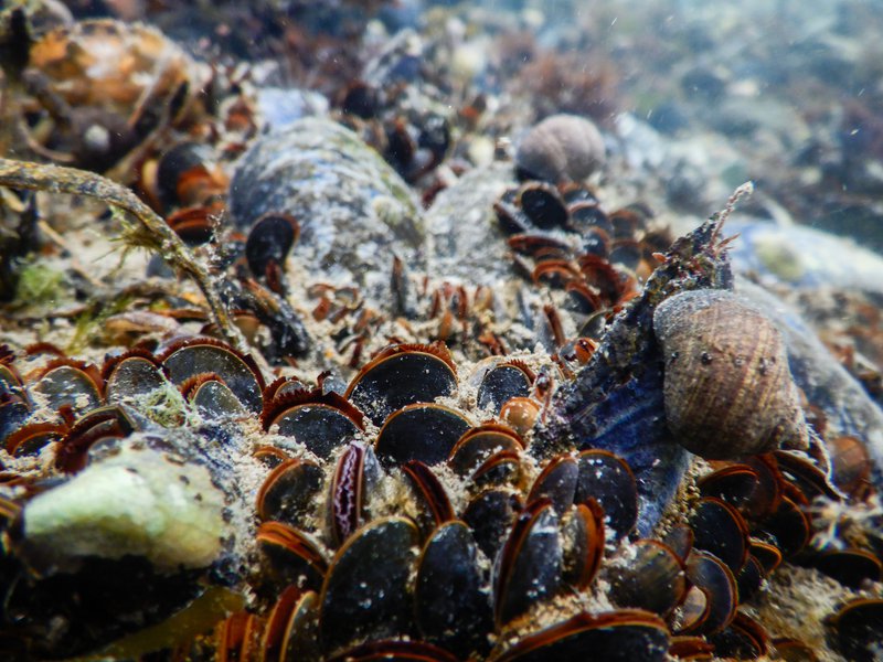A close up of mussels underwater.