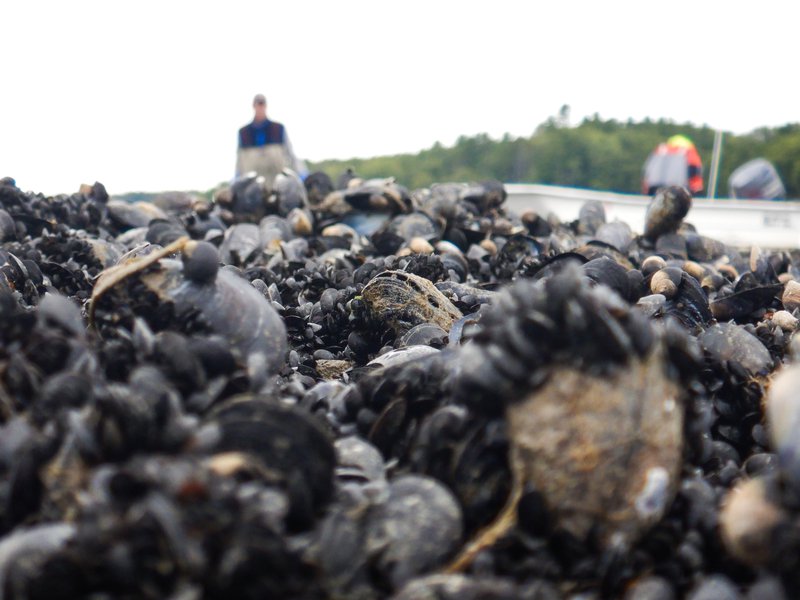 A close up of mussels, with a man and a skiff blurred in the background.