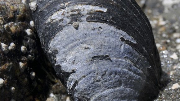 Mussel population loses strength in Gulf of Maine