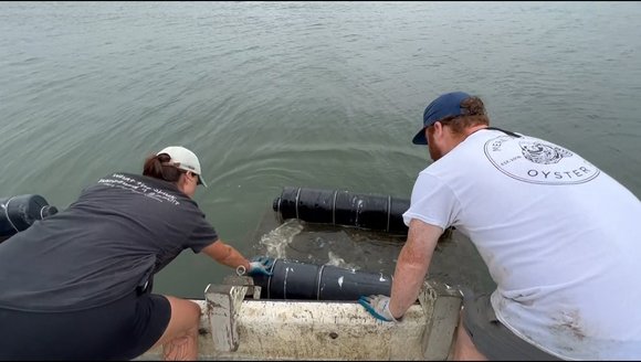 New aquaculture apprenticeship programs create pathways into industry in Maine