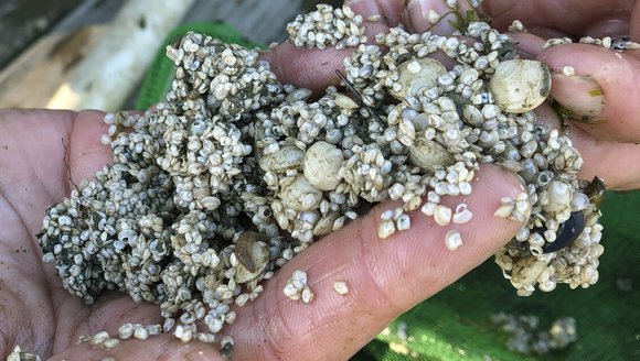 New directions for Maine's aquaculture industry