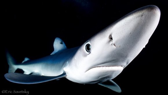 New Study Sheds Light on Why Some Animals Dive to The Dark, Deep Sea