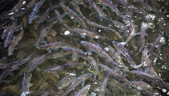 New trail reveals one of the ‘best spots’ to watch alewives in Maine