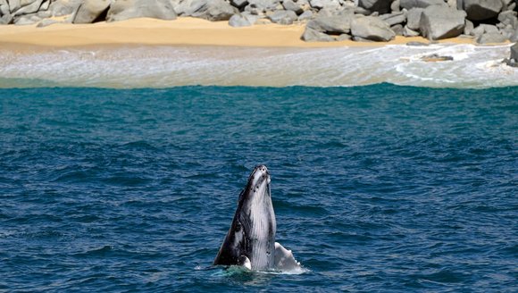 Oceans heat up. So does concern for protecting fish.