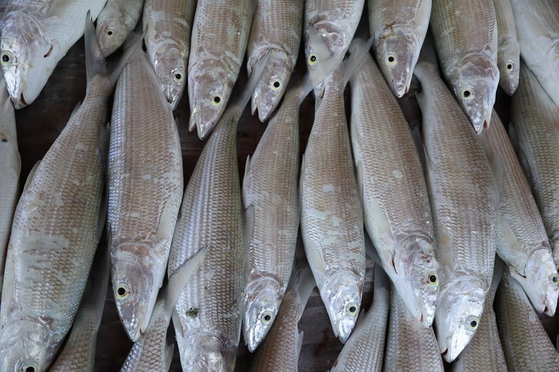 March Webinar:Topics at the nexus of climate change, fisheries & blue foods