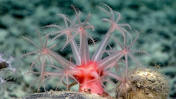 Oases of Life: Seamounts and Deep-Sea Corals
