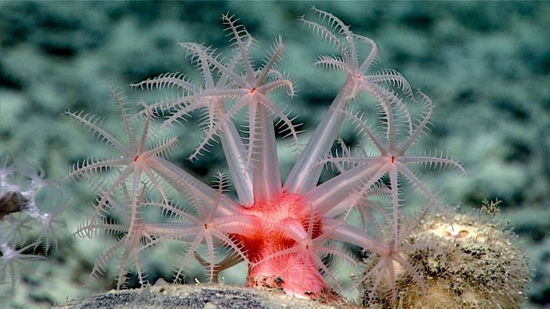 Oases of Life: Seamounts and Deep-Sea Corals