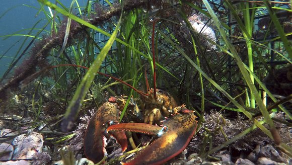 Opinion: Congressional investment in science essential to protect our ocean