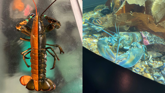 Two uniquely colored lobsters find new home at research institute
