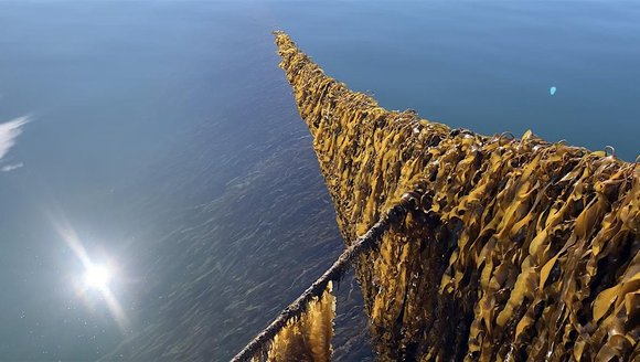 Panel 1: From the Gulf of Maine to Global Seas: Kelp Restoration in Action
