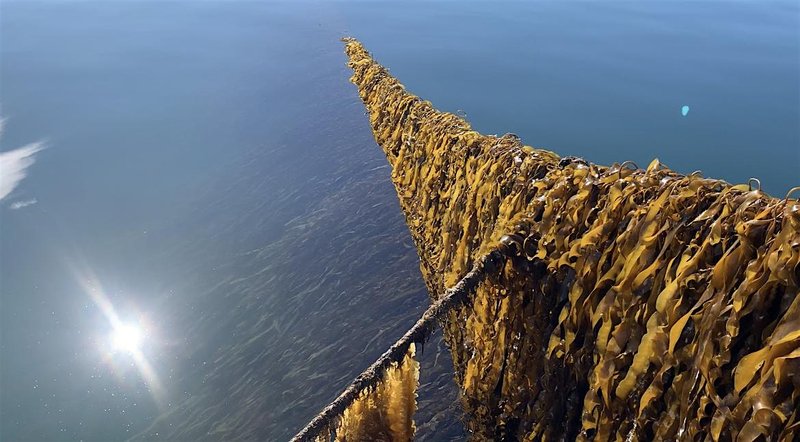 Panel 1: From the Gulf of Maine to Global Seas: Kelp Restoration in Action