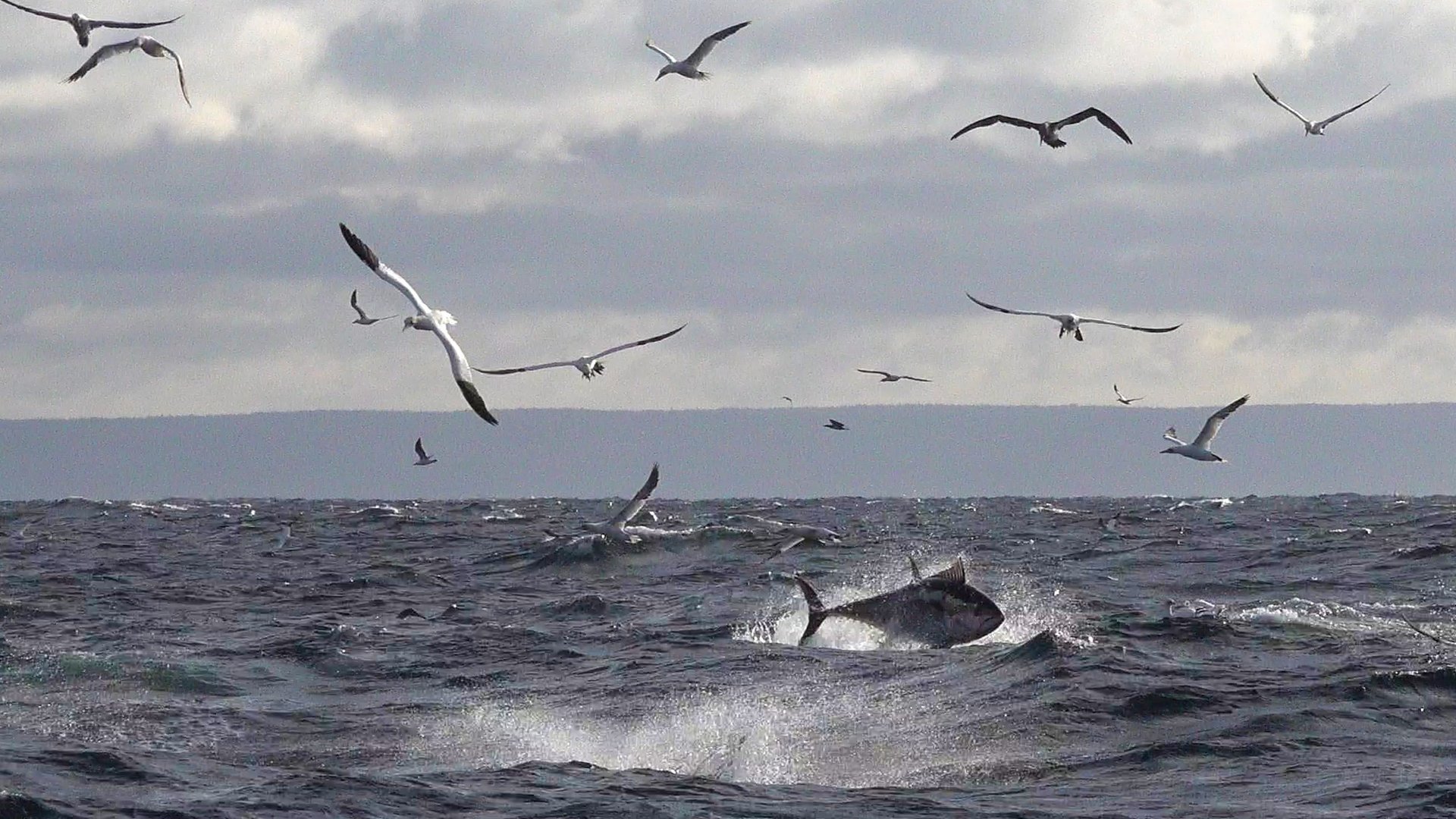 Bluefin tuna busting to the surface with birds flying above it