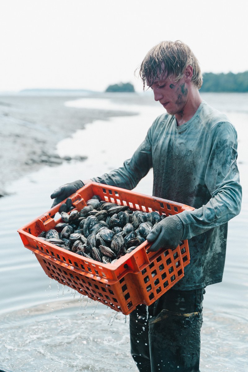 Soft-shell clammer harvesting the mudflats of Midcoast Maine