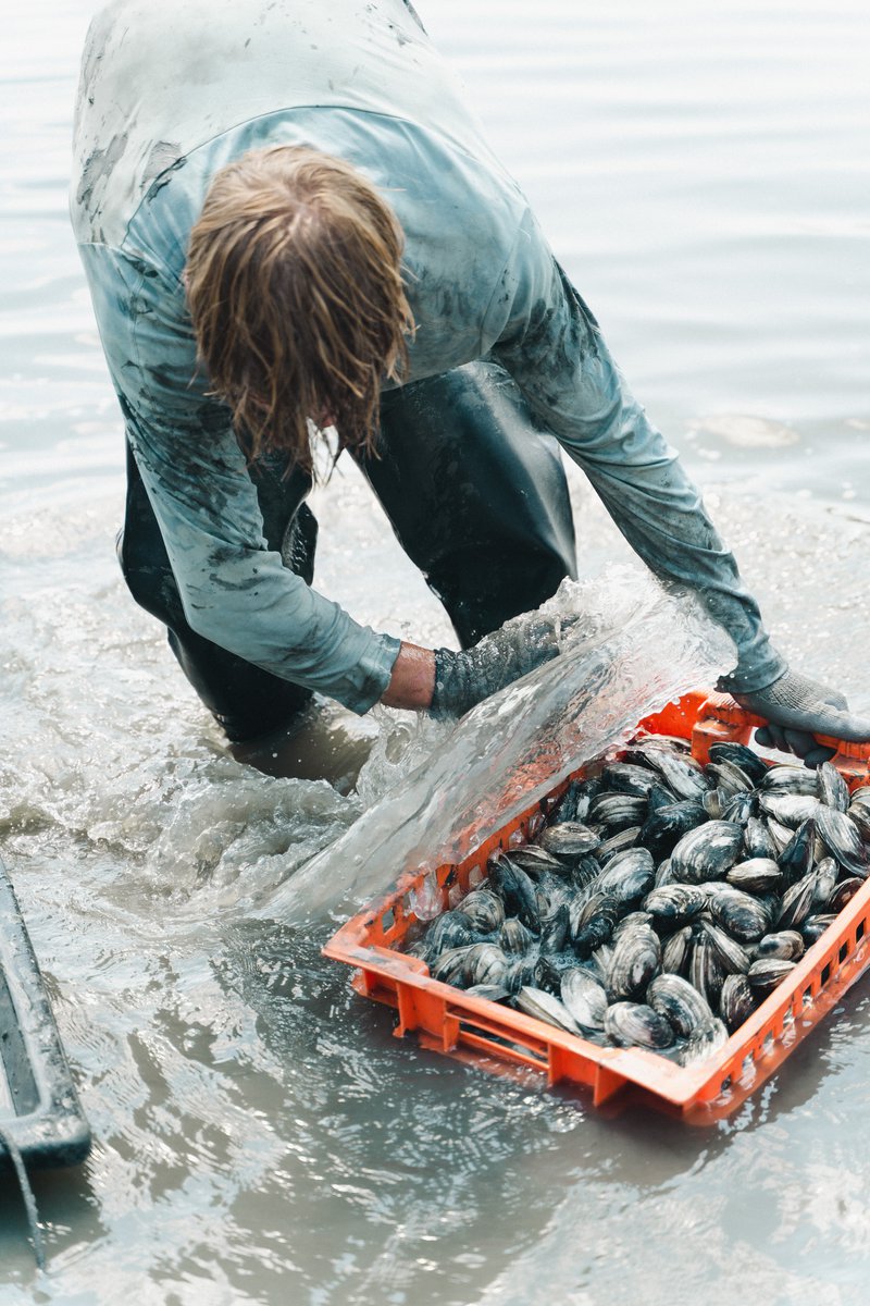 A clam digger washes freshly-dug clams in a crate