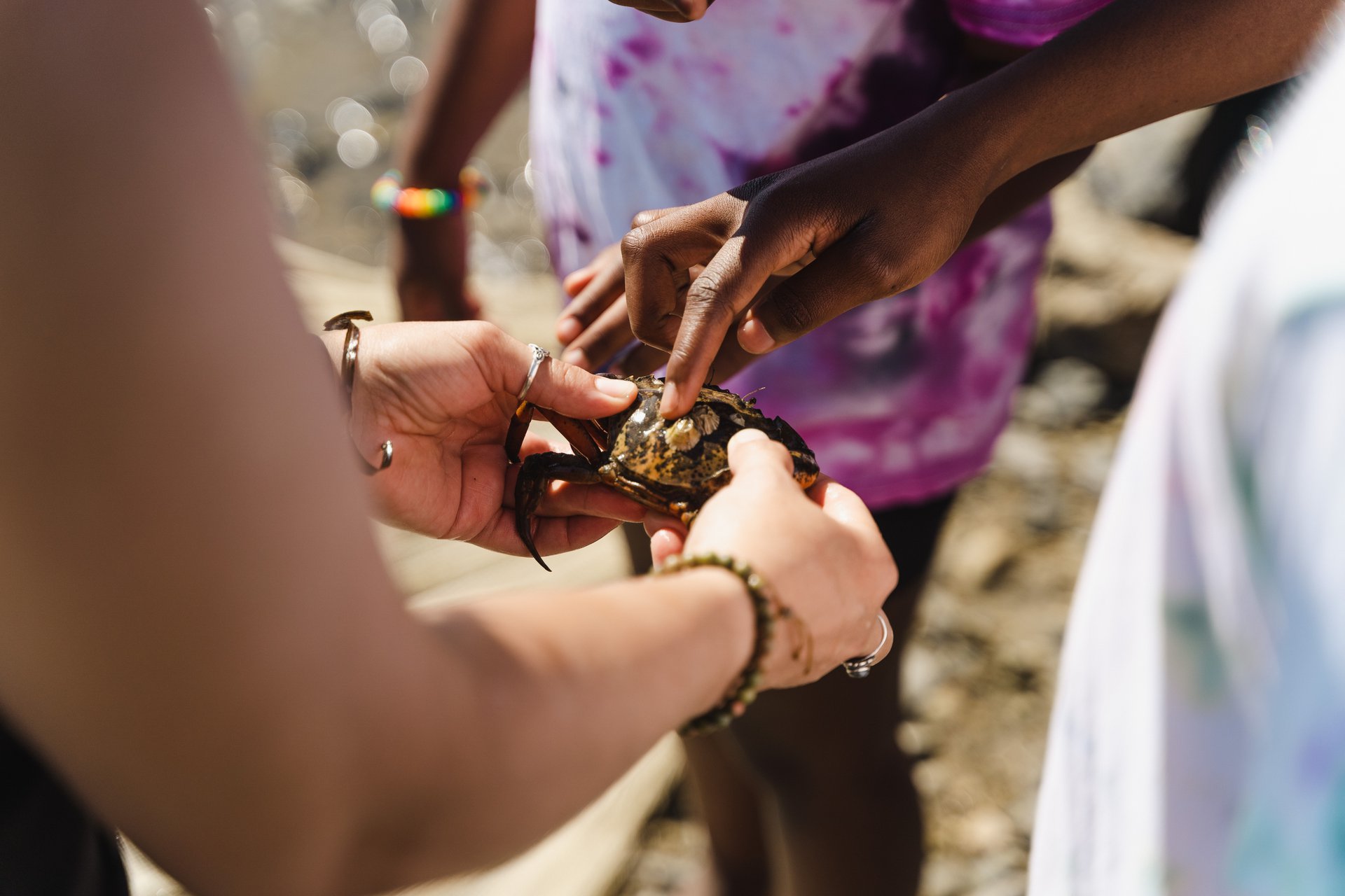 Students from East End Community School identify an invasive European green crab