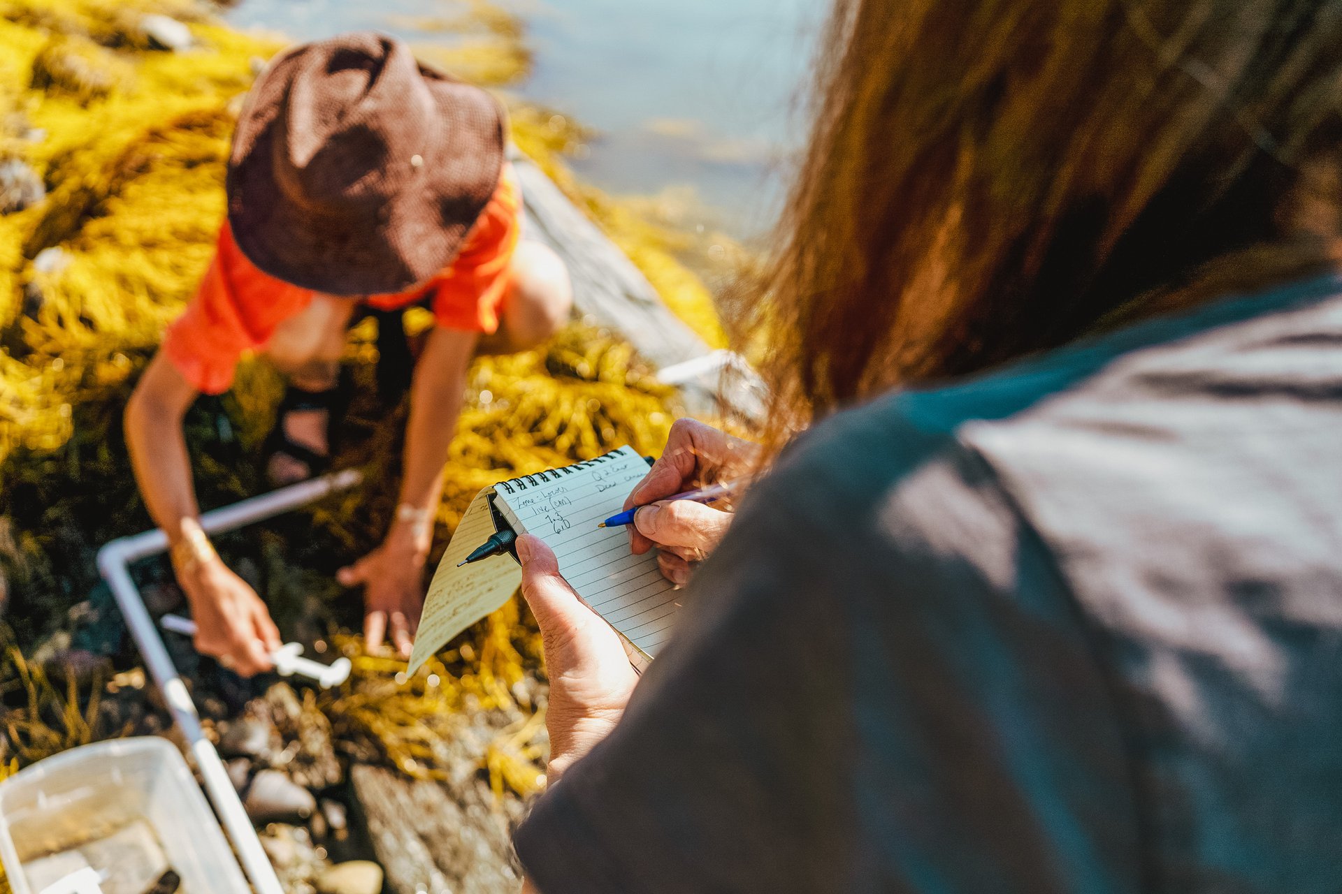 Maine science educators identify and measure flora and fauna within a quadrat during a professional development workshop
