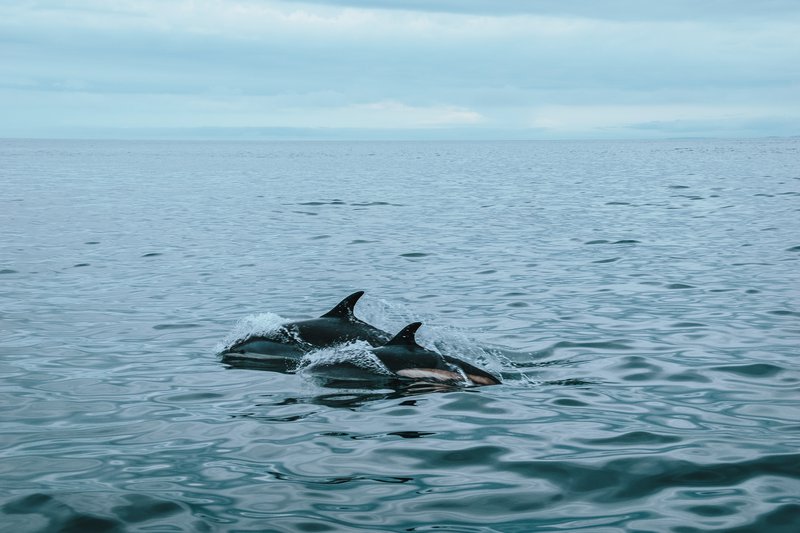 White-sided dolphins, common offshore in the Gulf of Maine