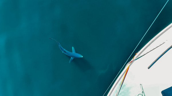 blue shark swimming off the bow of a research vessel