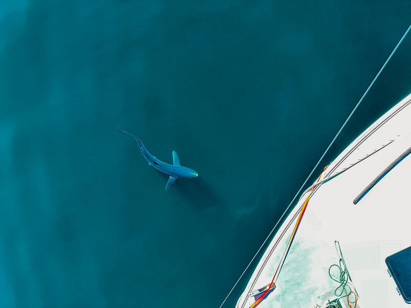 blue shark swimming off the bow of a research vessel