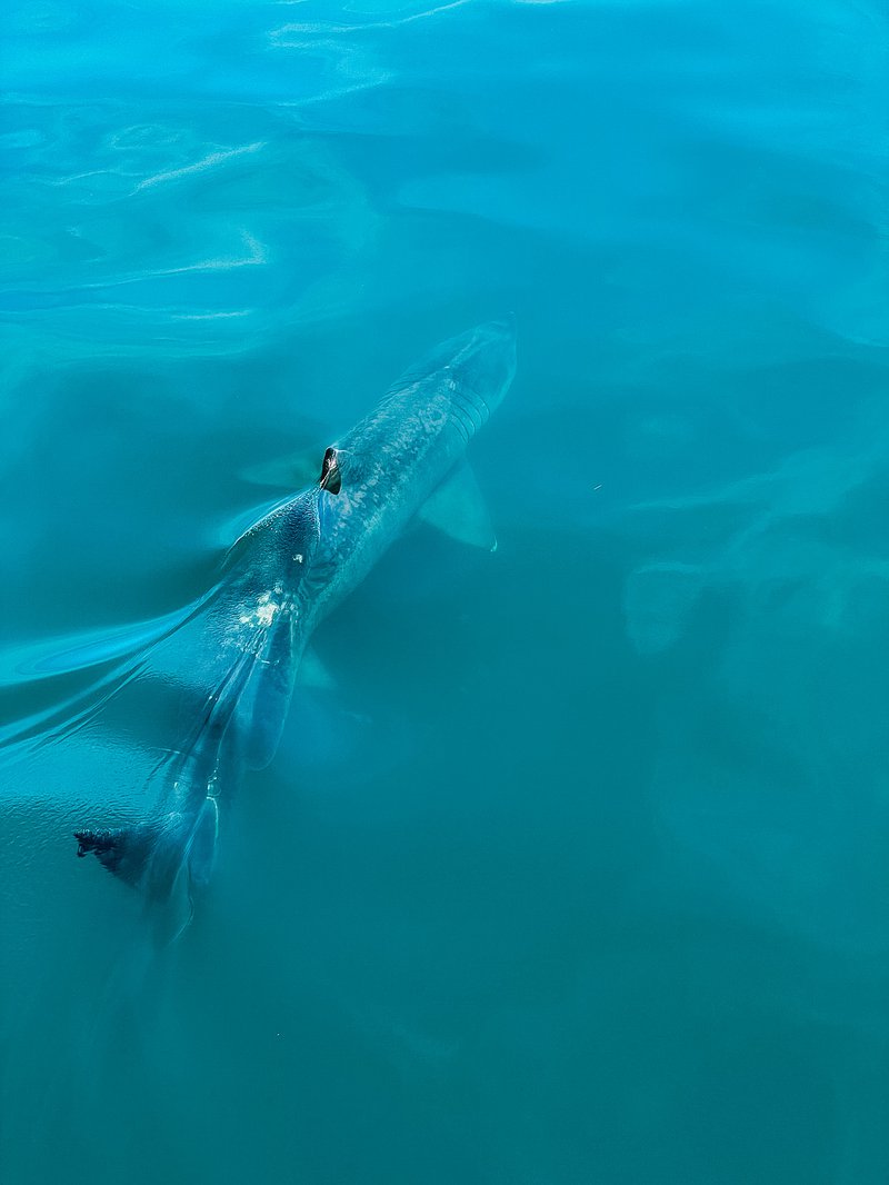 Basking shark, common in the Gulf of Maine