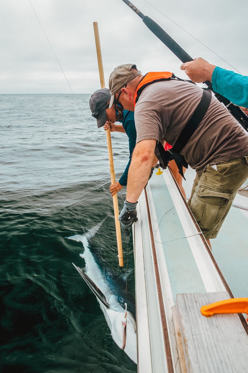 Dr. Golet instructs a helper to tag a blue shark that has been brought alongside the vessel